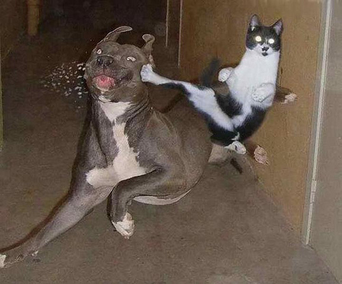 Karate CHOP-Funny Cat Picture