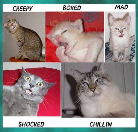 Funny Cats