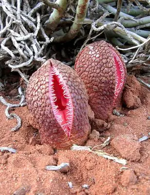 7 Strange Plants