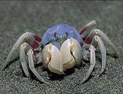 Eccentric Crab