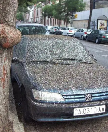 Funny Picture of Bird Droppings