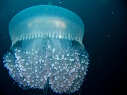 Coolest Jelly FIsh Gallery