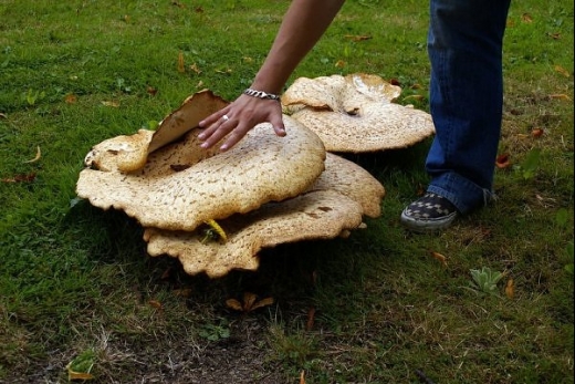 Giant Mushrooms