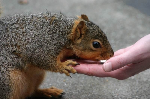 Squirrels Ahoy