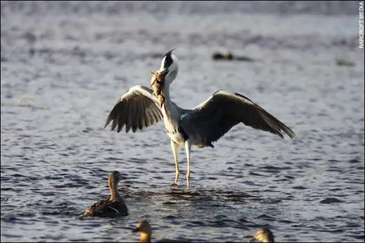 Heron Vs Ducks