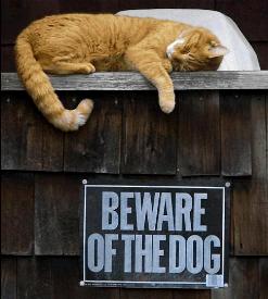 Beware of Dog