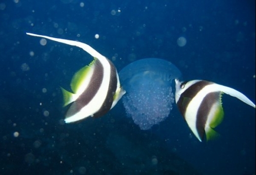 Coolest Jelly FIsh Gallery