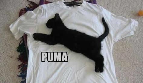 Funny Puma Cat