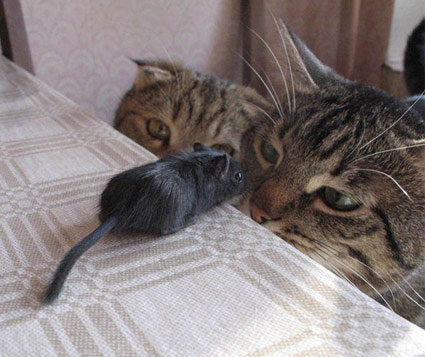 A Game of Cat and Mouse