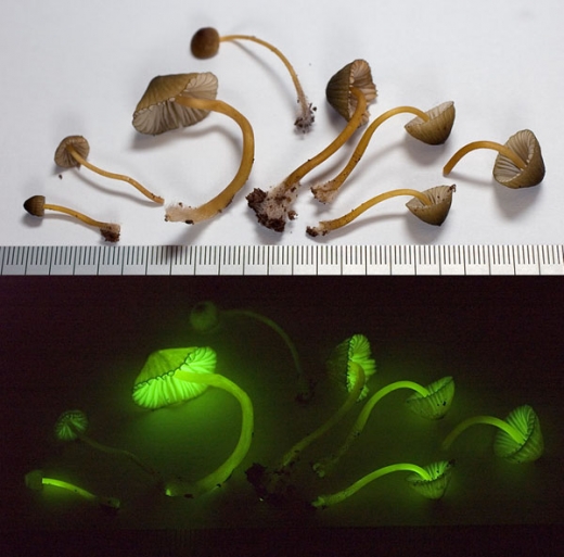 Glowing Mushrooms! Cool Pics