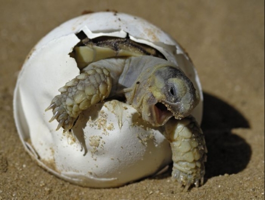 Turtle Hatching