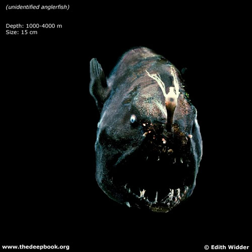 Scary Fish