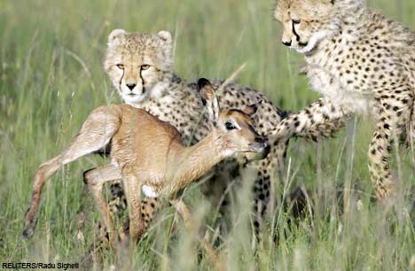 Cheetahs Eat Fawn