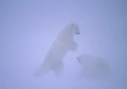 Beautiful Polar Bears