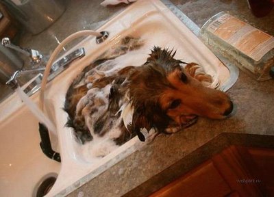 Funny Bathing Your Pets