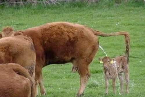 Mama's Shower