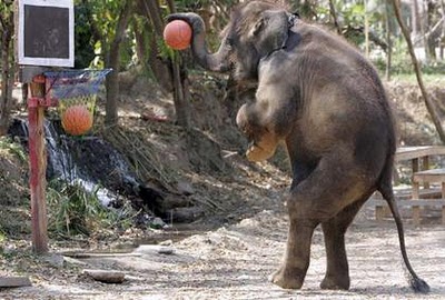 Elephant Practices