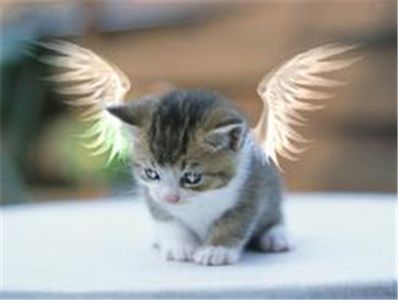 Angel Cat