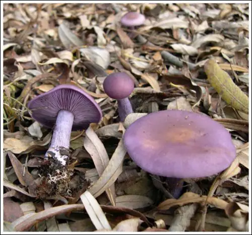 Colorful Mushrooms