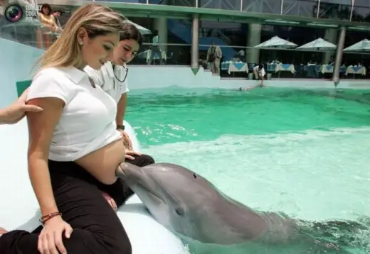 Dolphin Belly Poke