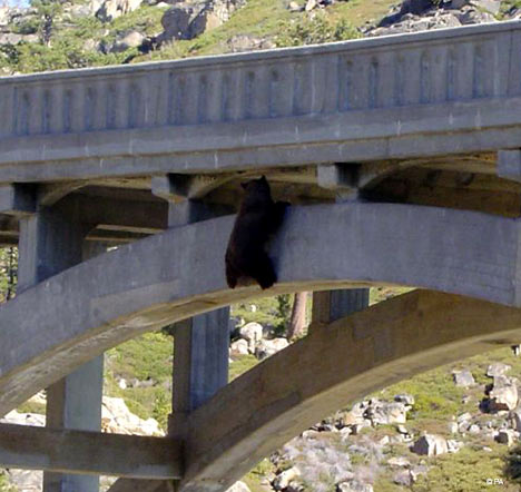 Amazing Bear Rescue