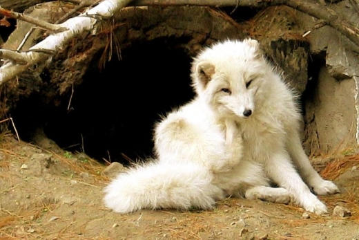 Arctic Foxes