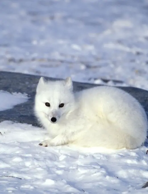 Arctic Foxes - Funny Animals, Funny Cats, Funny Dogs, Funny Pets