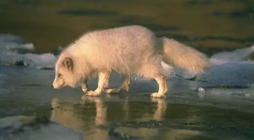 Arctic Foxes