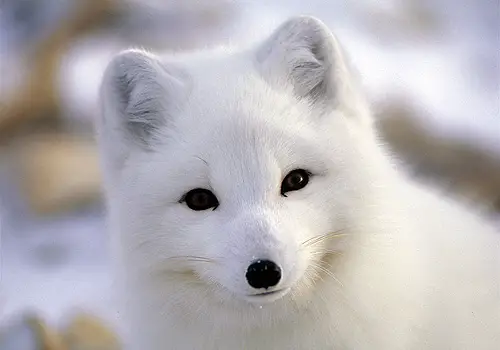 Arctic Foxes - Funny Animals, Funny Cats, Funny Dogs, Funny Pets