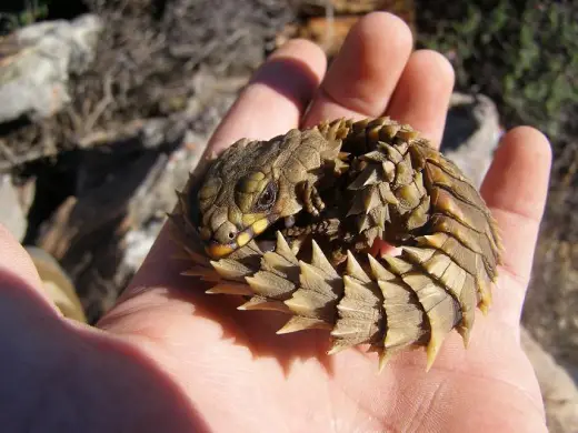 Armadillo Lizard