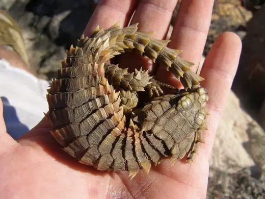 Armadillo Lizard