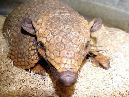 Armadillos