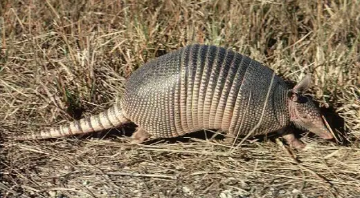 Armadillos - Funny Animals, Funny Cats, Funny Dogs, Funny Pets