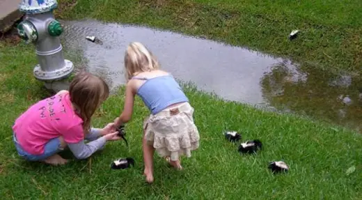 Baby Skunks