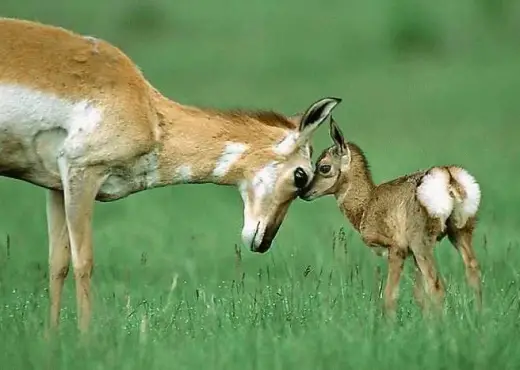 Bambi And Mother