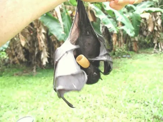 Bat Eating