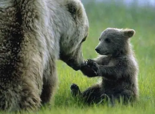 Bear Parenting