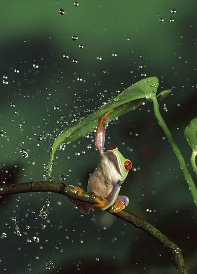 Beautiful Frog Picture