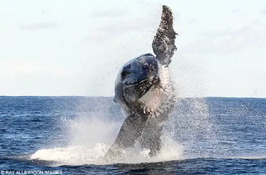 Beautiful Whale