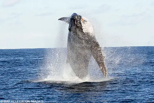 Beautiful Whale