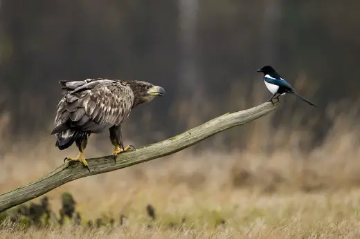 Bird Faceoff