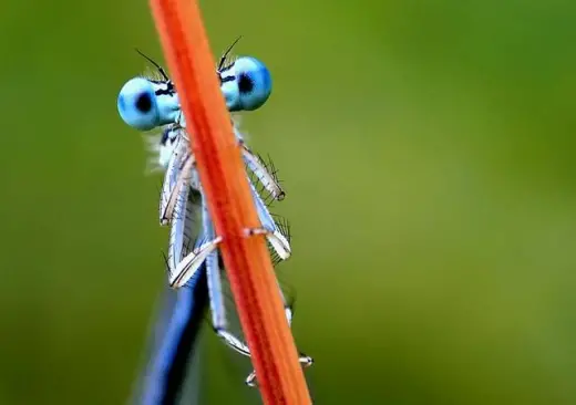 Blue Dragonfly