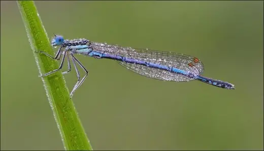 Blue Dragonfly