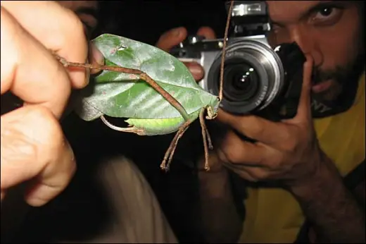 Brazilian Jungle Creatures