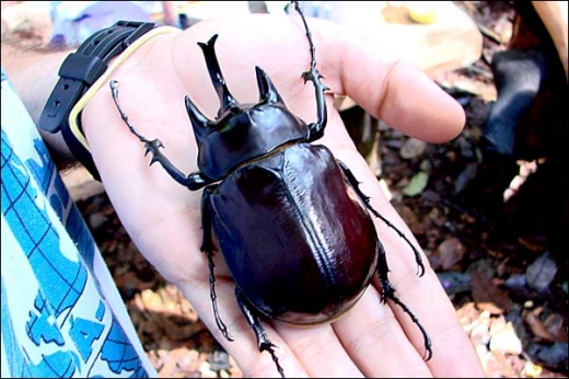 Brazilian Jungle Creatures