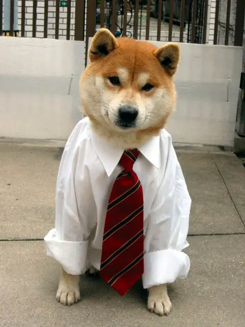 Business Dog