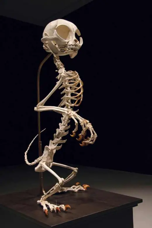 Cartoon Character Skeletons