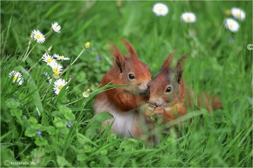 Chipmunk Friends