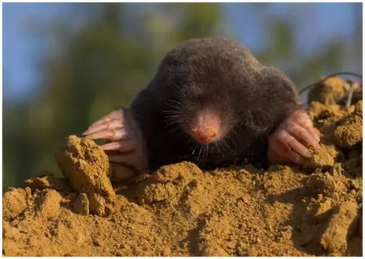 Close Up Mole