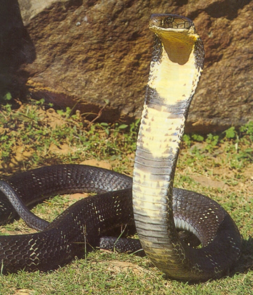 Cobra Snakes